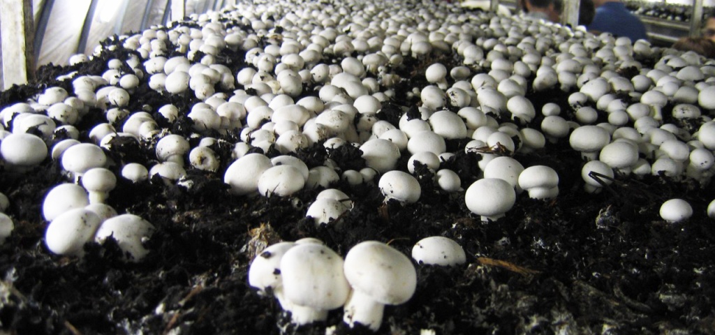 Сбор грибов в немецких лесах
